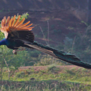 আমাদের সিগারেট খাওয়ার কারণ কী?